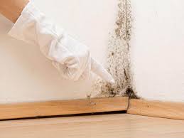 Environmental Consulting for Mold Prevention in Dawson, GA